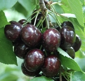 Черешня Мелитопольская черна