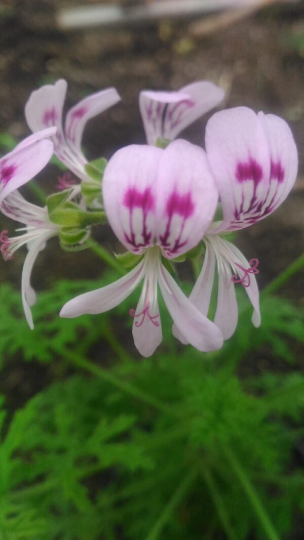 Пеларгония P. graveolens