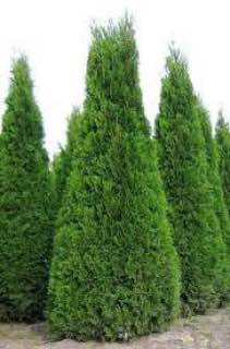 ТУЯ ЗАПАДНАЯ КОЛУМНА THUJA OCCIDENTALIS COLUMNA