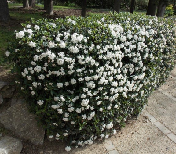 Калина лавролистная