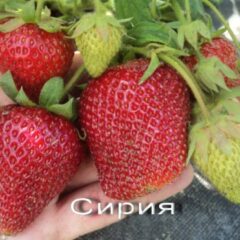 Клубника Сирия