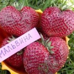 Клубника Мальвина (Malwina)