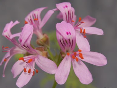 Пеларгония душистая  P.denticulatum "Filicifolium"