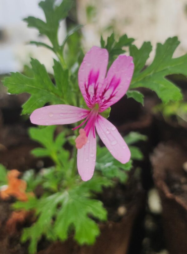 Пеларгония видовая "P. pseudoglutinosum"