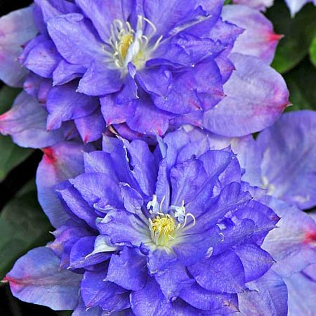 Клематис Блю Эксплоужен (Blue Explosion)