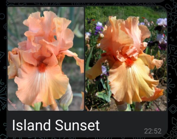 Ирис сорт Island Sunset