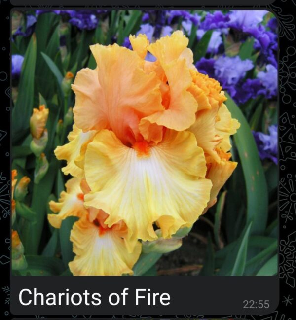 Ирис сорт Chariots of Fire
