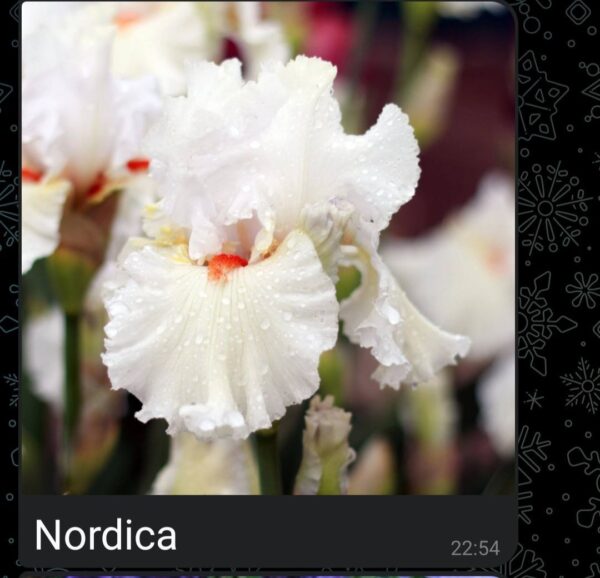 Ирис сорт Nordica