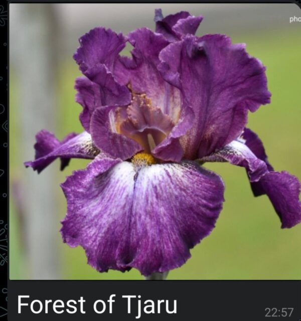 Ирис Forest Of Tjaru