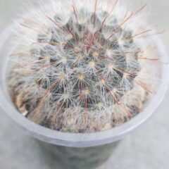 Маммиллярия бокасана (лат. Mammillaria bocasana) 