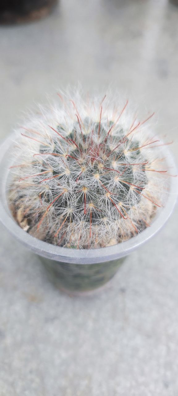 Маммиллярия бокасана (лат. Mammillaria bocasana) 