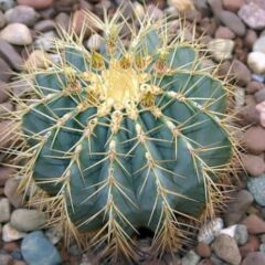 Ферока́ктус (лат. Ferocactus)