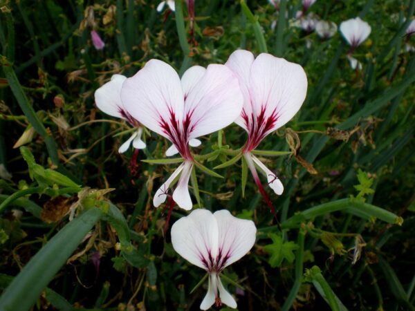 Пеларгония Четырехгранная (Pelargonium Tetragonum)