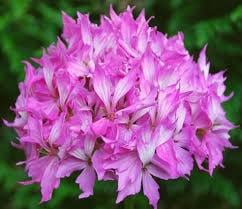Пеларгония PAC Fireworks Light Pink