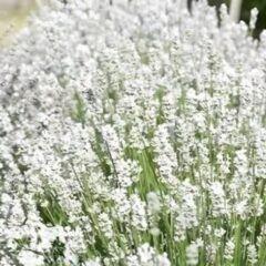 Лаванда узколистная Спирит вайт