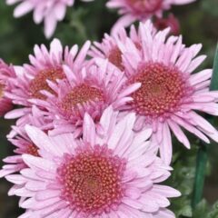 Хризантема "‘Eleanor Pink’