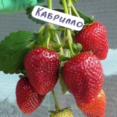 Клубника Кабрилло
